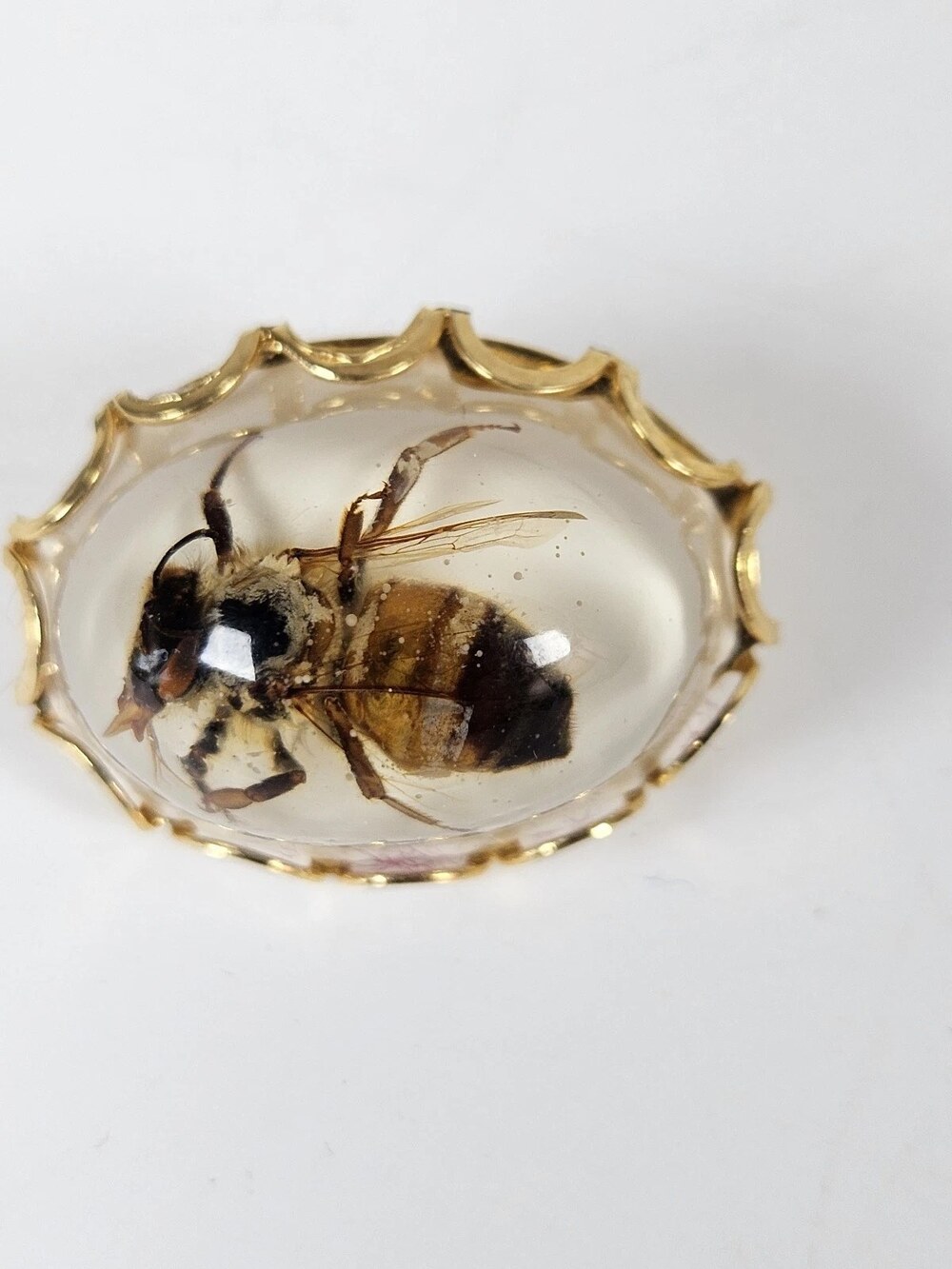 Real Bee Insect Specimen Lucite Resin Oval Brooch Pin Gold Tone Scalloped Edge